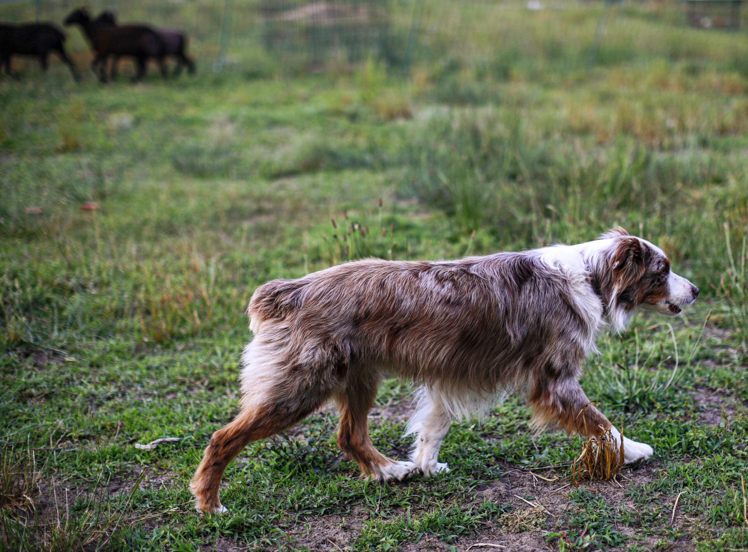 6 Surprising Ways to Use a Herding Dog