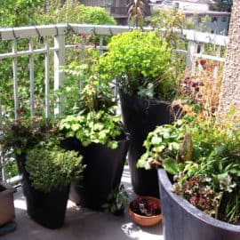 apartment balcony garden homestead