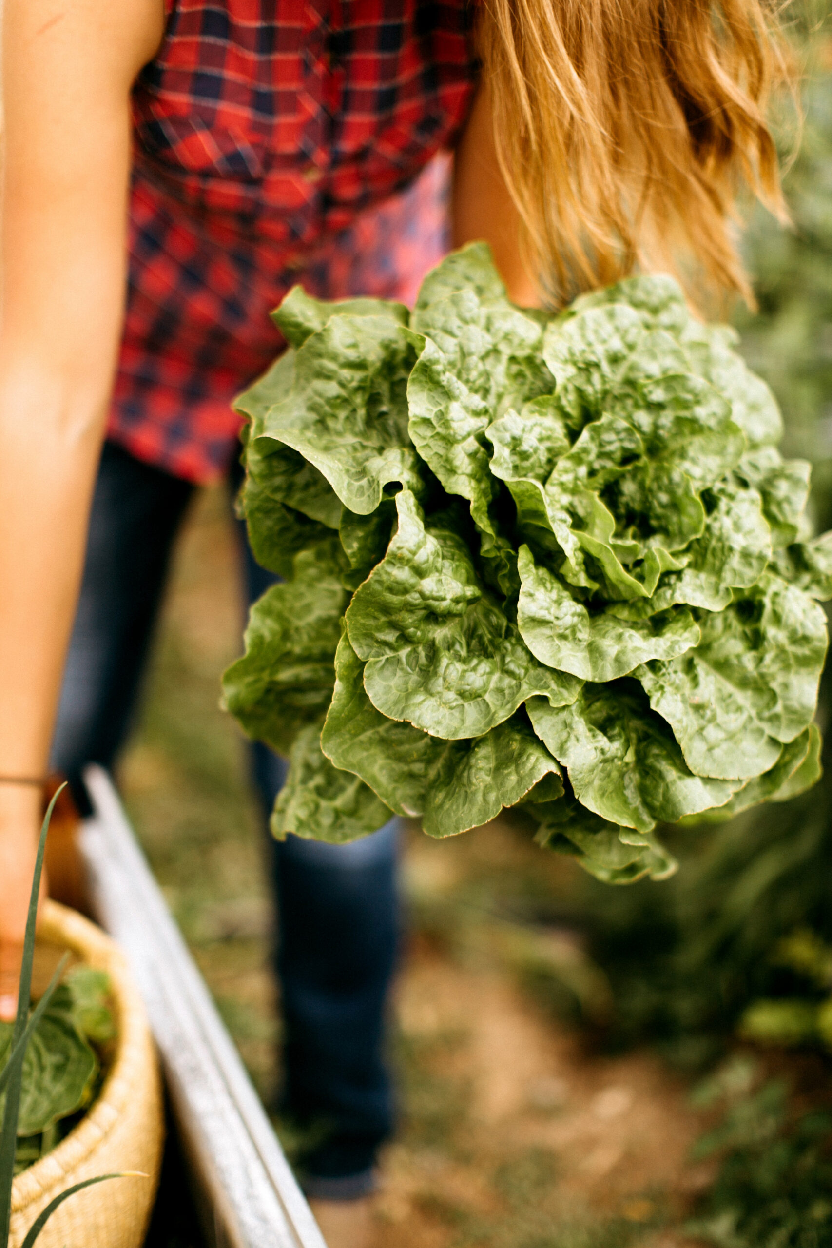 Farm Stand Greens