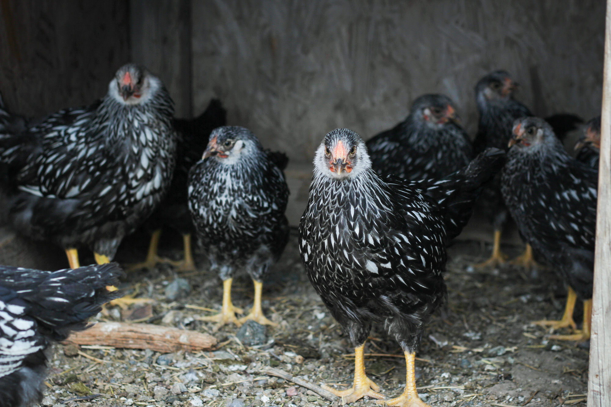 The Best Dual-Purpose Chicken Breeds