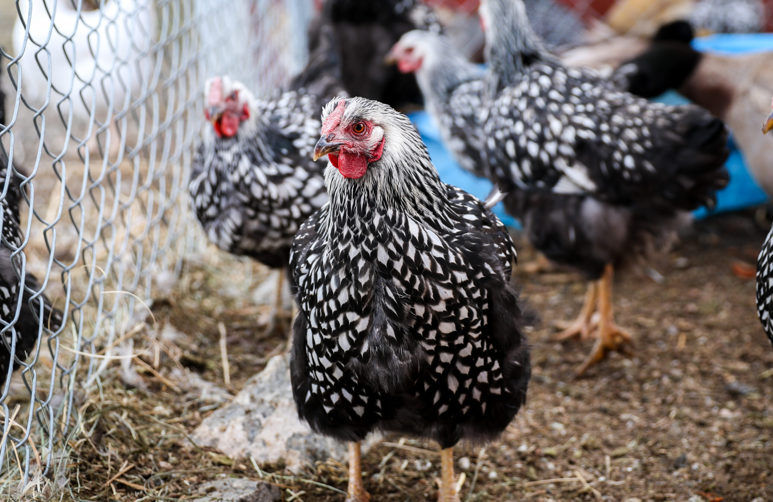 The Best Dual-Purpose Chicken Breeds