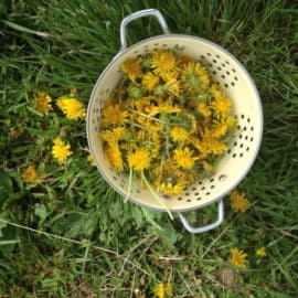 dandelion recipes