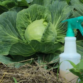 homemade organic pest control spray recipe