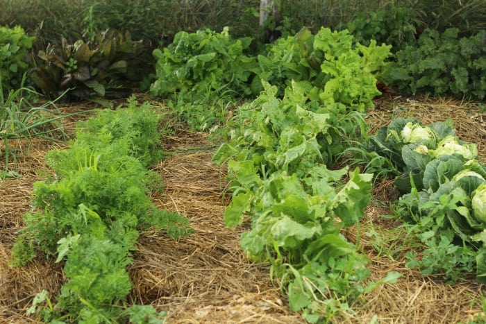 The Best Mulch for Your Vegetable Garden