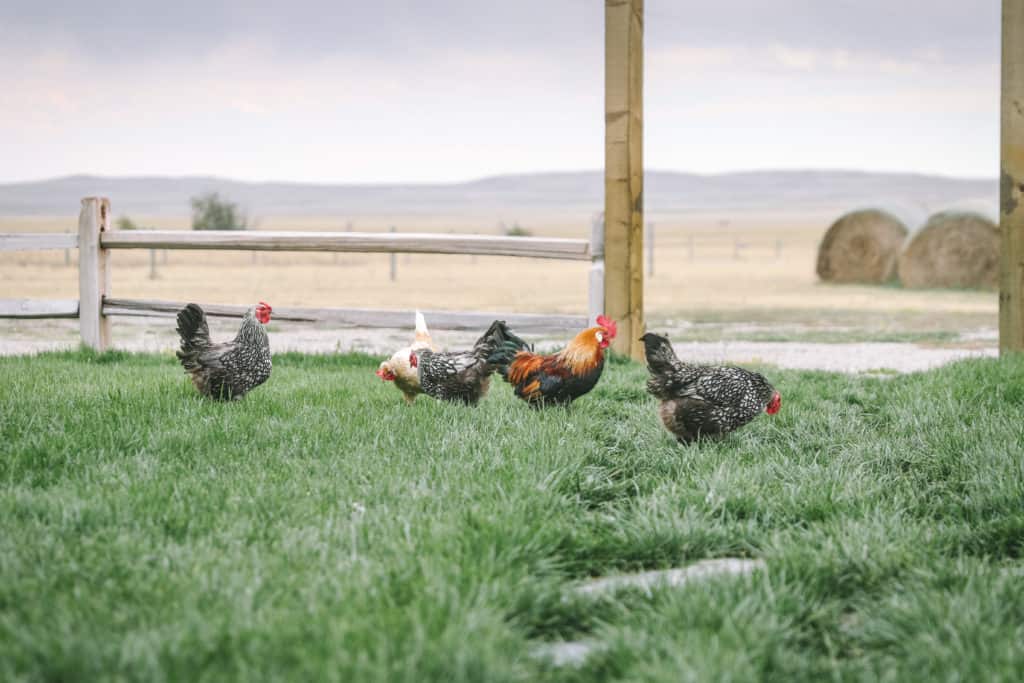 chickens in yard