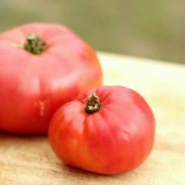 freezing tomatoes