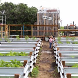 raised bed garden