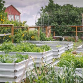 raised bed garden