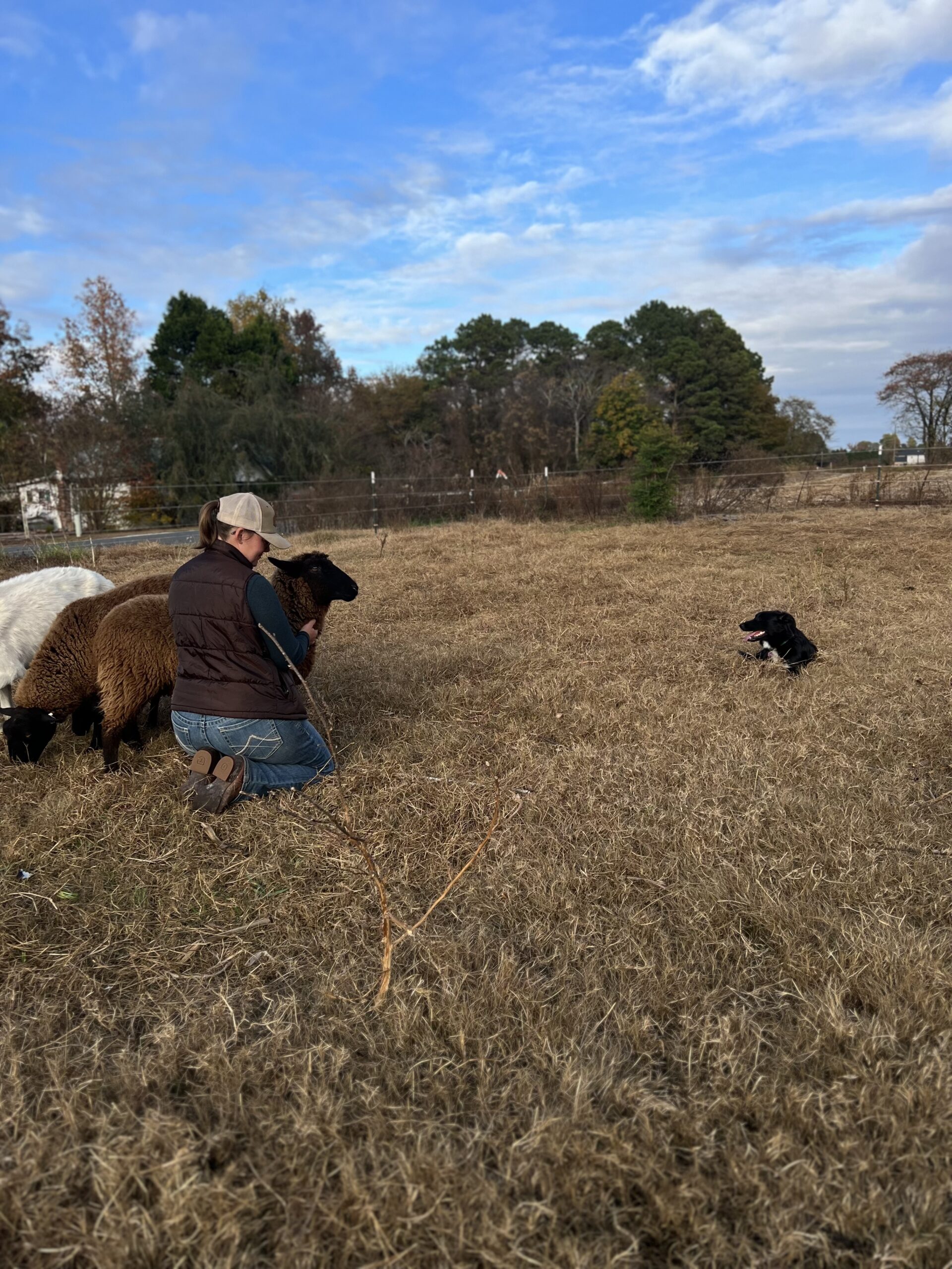 6 Surprising Ways to Use a Herding Dog