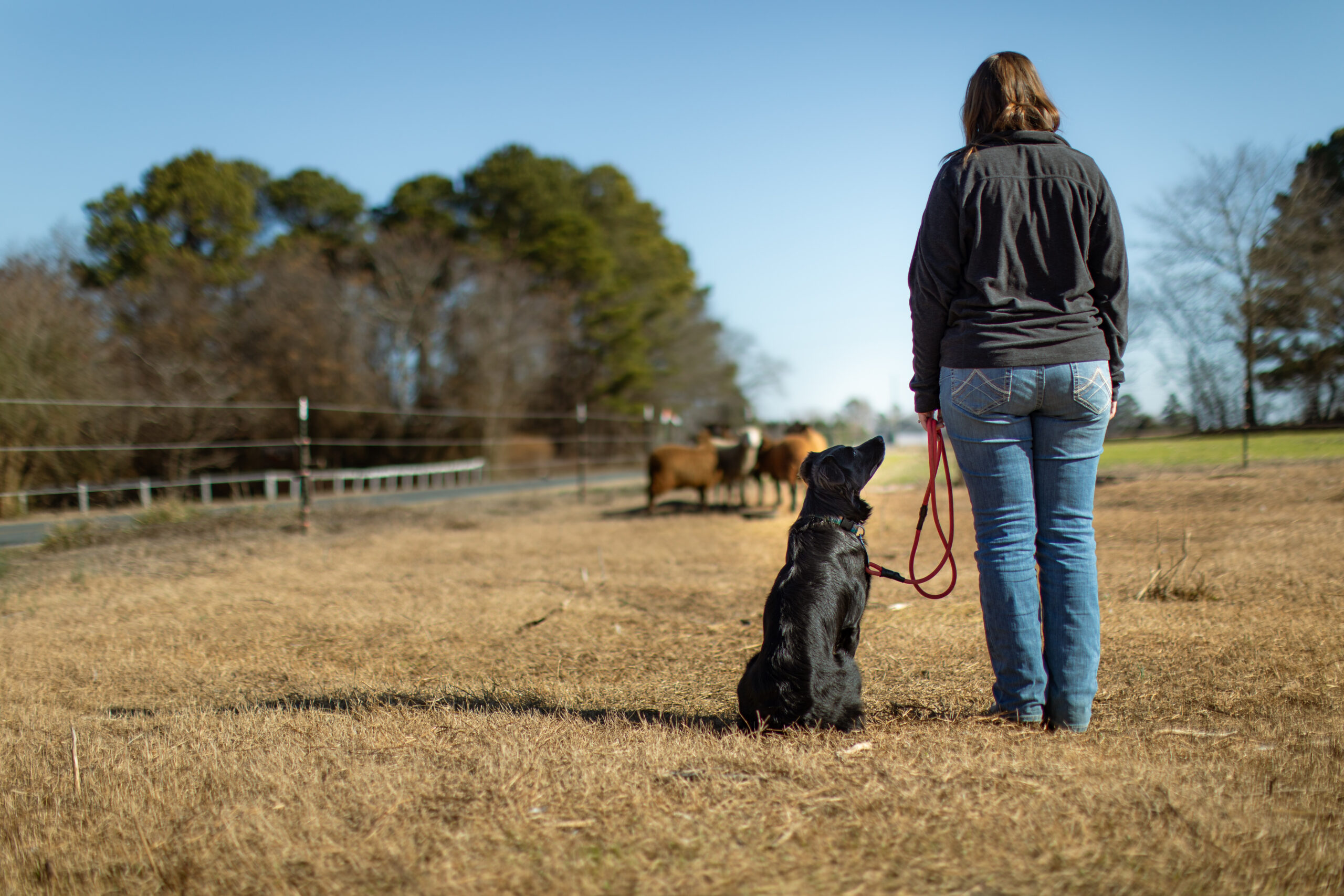 6 Surprising Ways to Use a Herding Dog