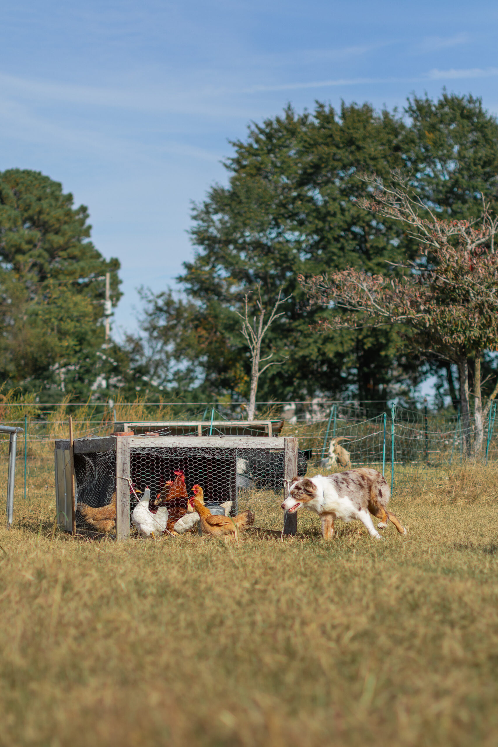 6 Surprising Ways to Use a Herding Dog