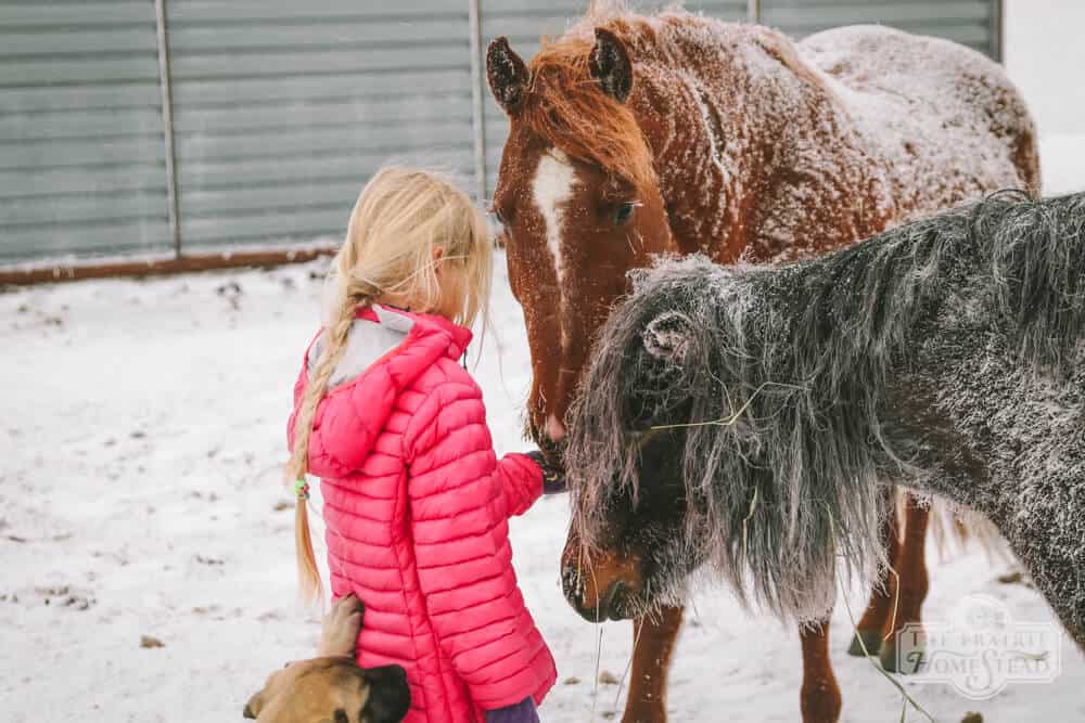 homeschooling on the homestead, second grade