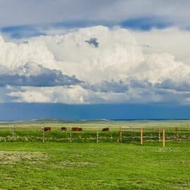 How to Cultivate Community on a Homestead (our prairie)