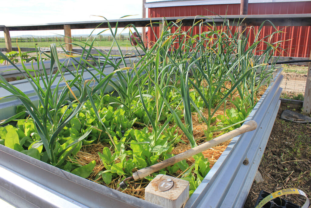 The Best Mulch for Your Vegetable Garden