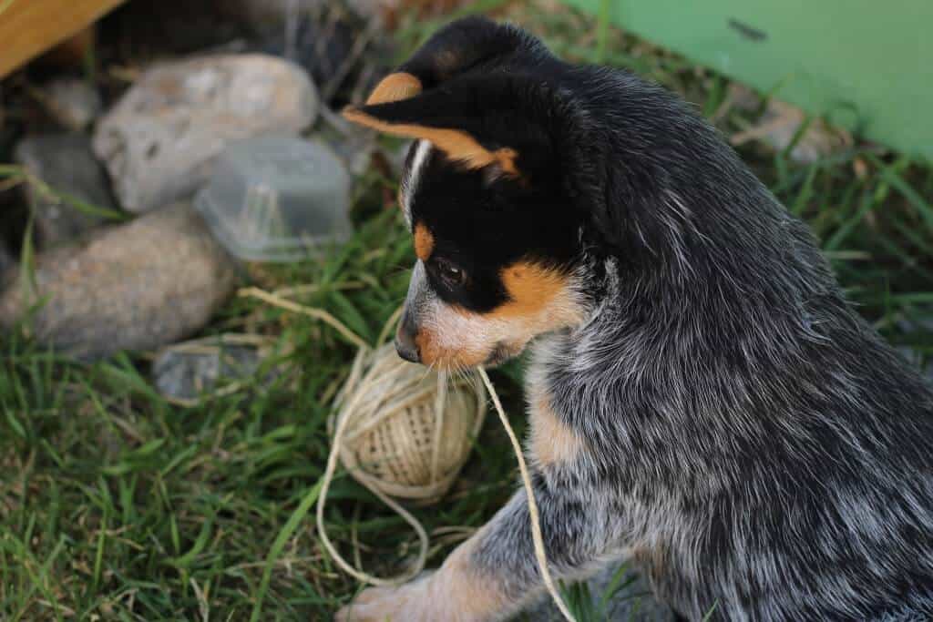 Our First Year of Homeschooling - puppies | The Prairie Homestead