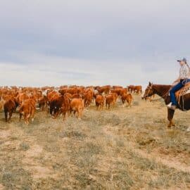 How to Start a Homestead from Scratch