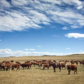 homesteading in wyoming