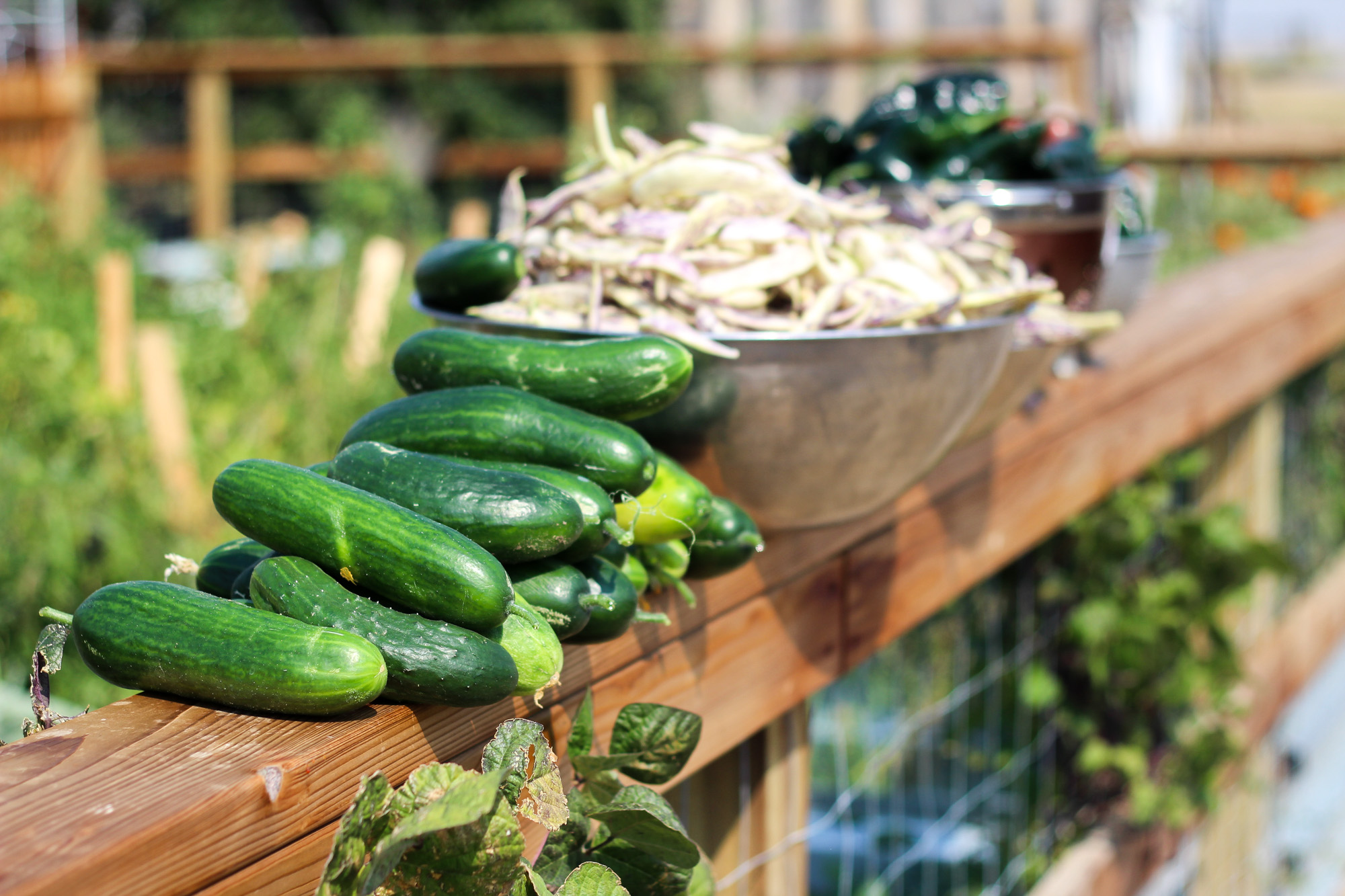 Produce for your Roadside Stand