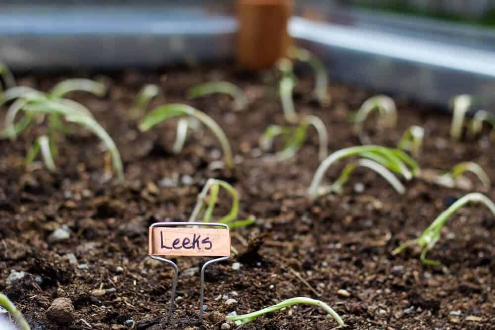 planting in raised bed garden