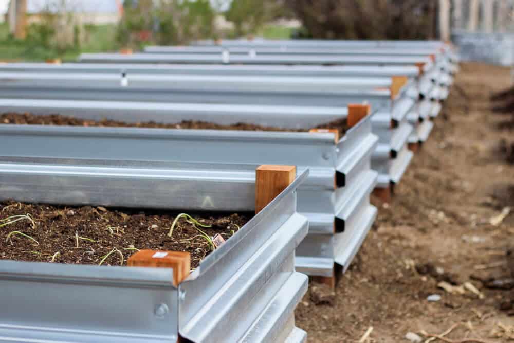 building raised bed gardens