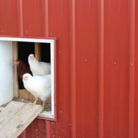 reduce flies in the chicken coop