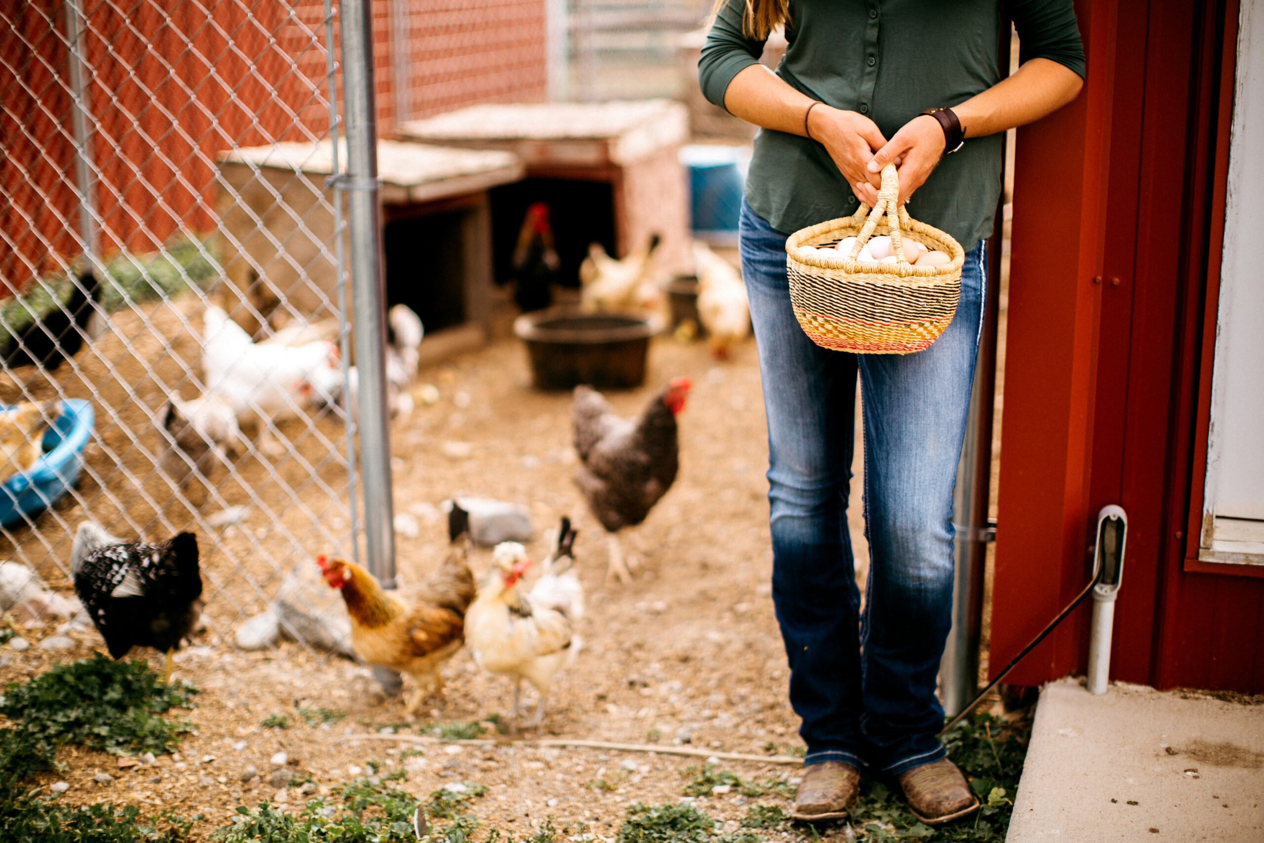 The Best Dual-Purpose Chicken Breeds