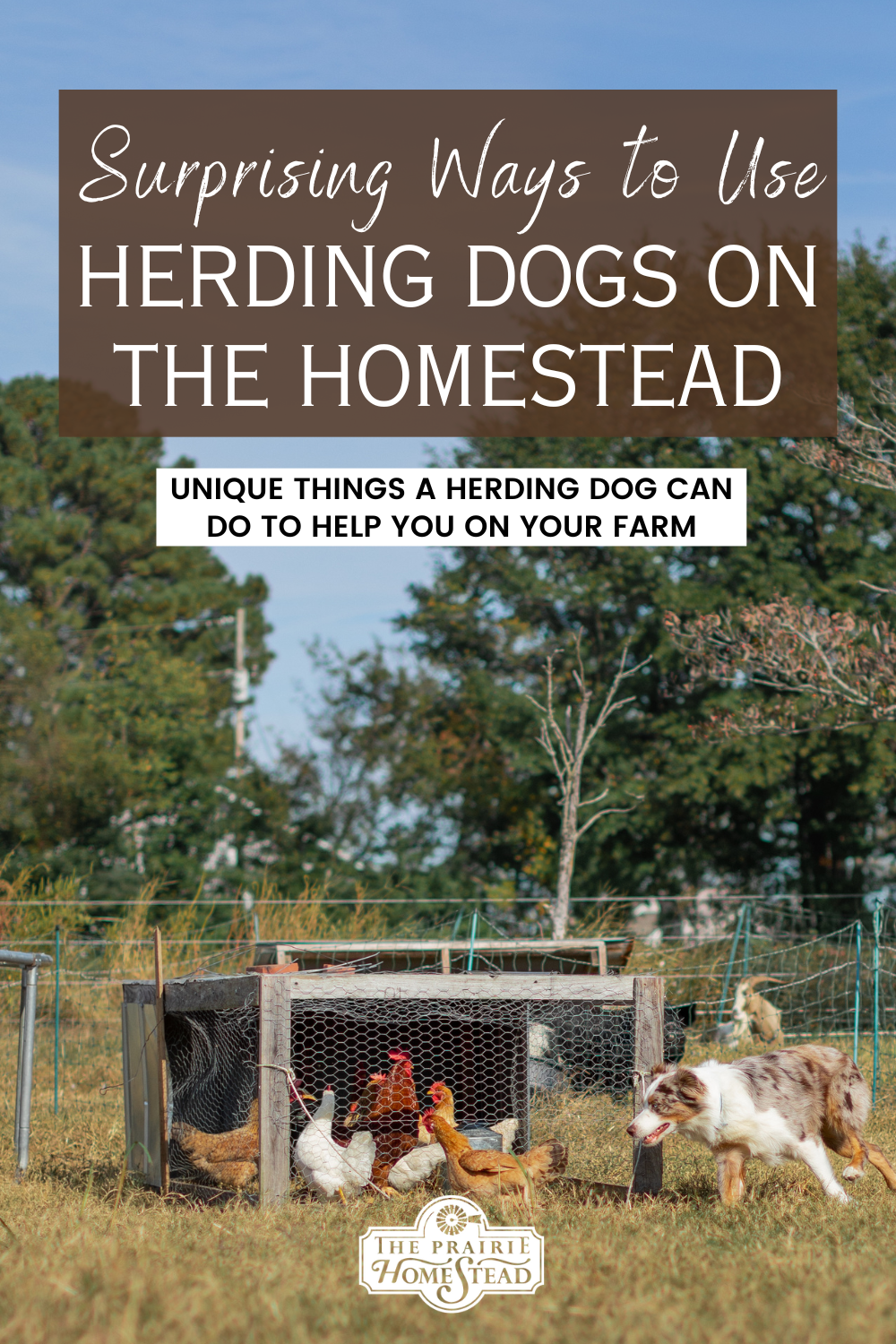 6 Surprising Ways to Use a Herding Dog