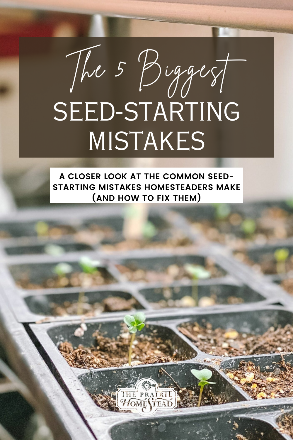 The 5 Biggest Seed-Starting Mistakes Homesteaders Make