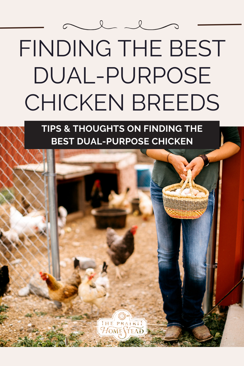 The Best Dual-Purpose Chicken Breeds